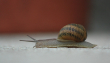 snail-368763_1280
