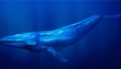 Blue Whale