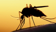 Dengue-Technology-TechJuice