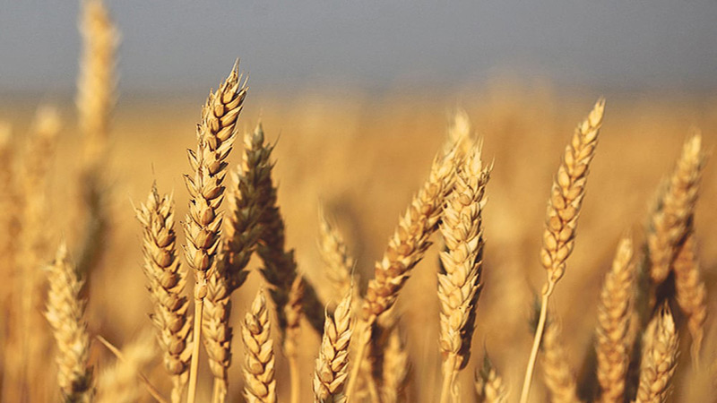 wheat-FLMIS-PITB-TechJuice