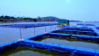 Fish farming