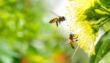 China Engineers Turn Bee Into Power Generating Source With Micro Energy Harvester