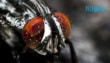 Chinese Scientists Develop Insect Inspired Ai Vision System