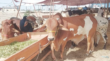 Sbp Boosts Digital Payments Ahead Of Eid Ul Azha