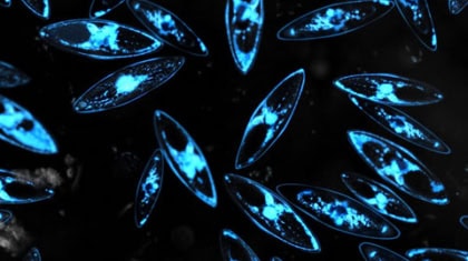 This Bioluminescence Tool Is 515x Better At Virus Detection