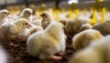 Poultry Hatcheries File Appeals Against Ccp Fines In Day Old Chicks Case