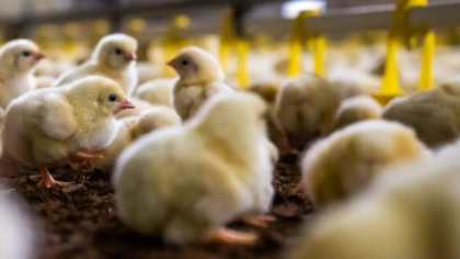 Poultry Hatcheries File Appeals Against Ccp Fines In Day Old Chicks Case
