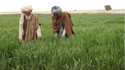 Govt Launches Risk Coverage Scheme To Boost Agri Financing