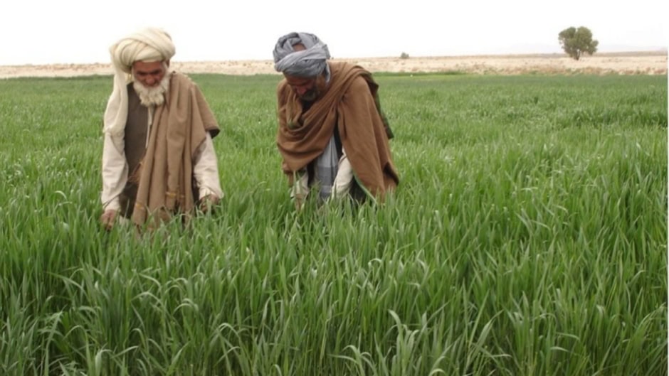Govt Launches Risk Coverage Scheme To Boost Agri Financing