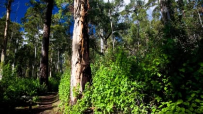 Punjab Forest Area To Double In Five Years