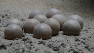 Exceptionally Intact Dinosaur Egg Discovered In Argentina