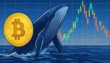 Massive Bitcoin Whale Transfer Causes Buzz In The Crypto Markets