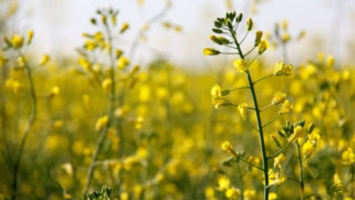 Pakistan And Canada Finalize Canola Export Plan