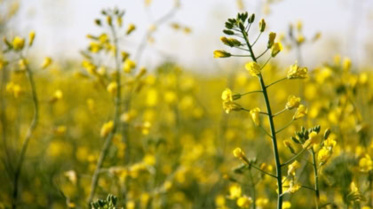Pakistan And Canada Finalize Canola Export Plan