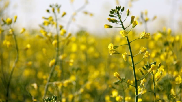 Pakistan And Canada Finalize Canola Export Plan
