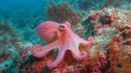 Scientists Achieve Breakthrough In Bioengineering Rare Octopus Pigment