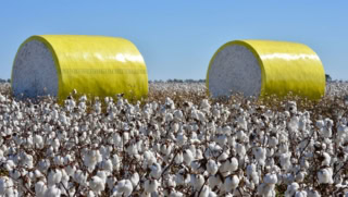 Cotton Sector Struggles As Production Remains Stagnant