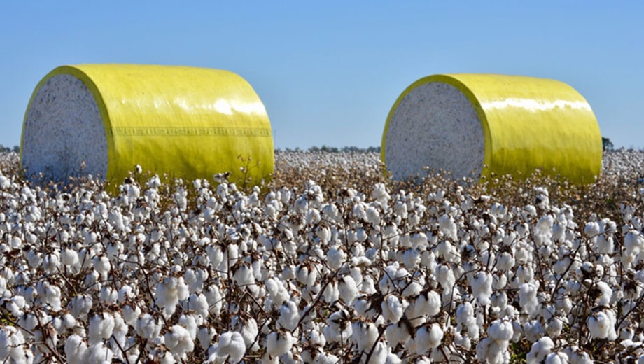 Cotton Sector Struggles As Production Remains Stagnant