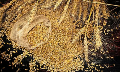 Economic Coordination Committee Approves Sale Of 500000 Tons Of Passco Wheat To Control Prices