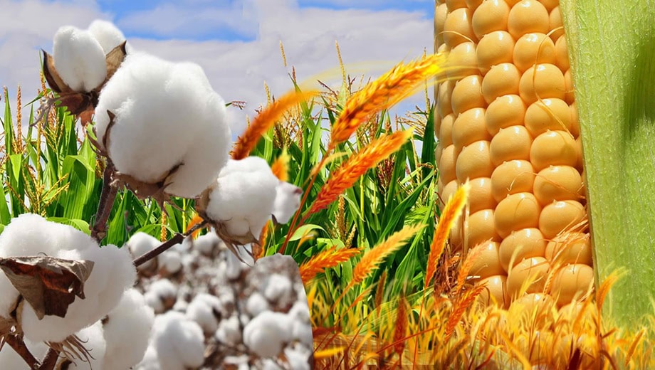 Government Sets Up First Agriculture Food And Drug Authority To Improve Food Safety