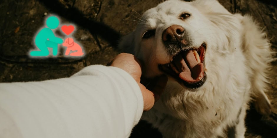 Woofy A Pakistani App That Aims To To Save Animal Abuse Victims