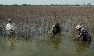 Pakistan Floods Put 3 3 Million Jobs At Risk Ilo Finds