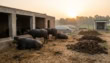 Punjab Imposes Rs 30 Daily Dung Tax On Buffaloes For Biogas