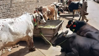 Punjab To Export 1 Million Livestock Following Historic Mou With China
