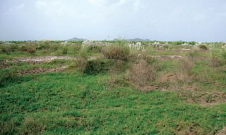 Punjab Turns Barren Land Into Fish Farms