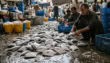 Pakistan Fish Exports Cross 500 Million For First Time In Current Fiscal Year