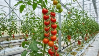 Pakistani Scientists Develop Heat Tolerant Tomato Hybrids