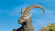 Kp Markhor Trophy Hunting Auction Generates Record Revenue