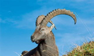 Kp Markhor Trophy Hunting Auction Generates Record Revenue